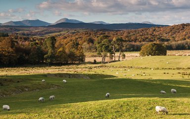 Fields of sheep and woodland in the horizon