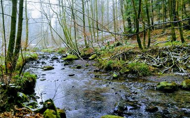 River running through the woodlands 