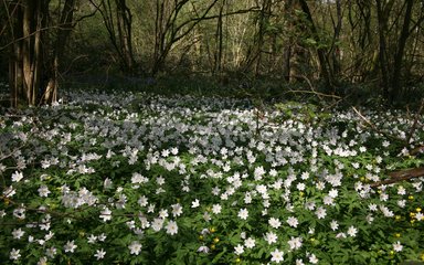 Wood anenome in coppice at Westonbirt Arboretum