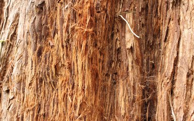 Close up on the bark of a tree trunk - a coast redwood. Thick and fibrous, light brown in colour. 