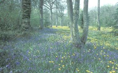 Spring flowers