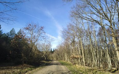 A view along a forest road with blue sky