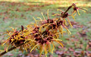 Spider-like flowers with twisted petals in shades of yellow, orange and red are borne on bare stems.