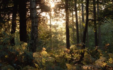 Sun rays through trees