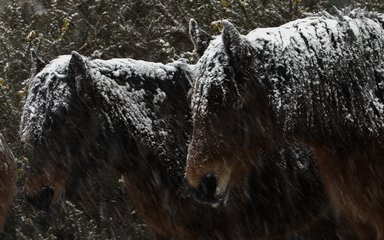 New forest ponies in the snow 