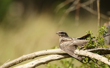 A nightjar resting on a branch with its wings slightly extended