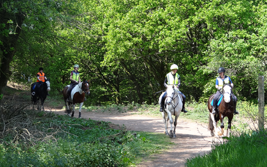 Horse riders riding through the forest on a sunny day