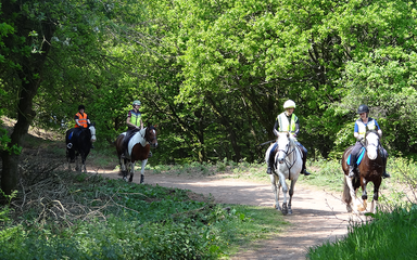 Horse riders riding through the forest on a sunny day