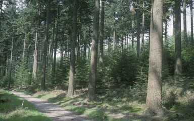 Somerford Common