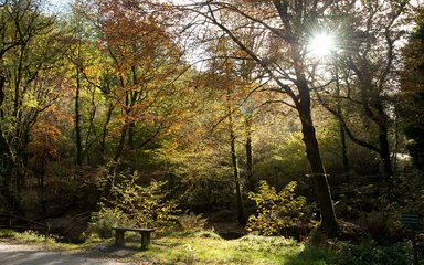 Sun shining through the trees in autumn 