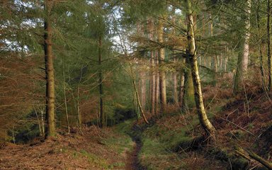 Path through the trees in a conifer woodland 