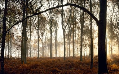 misty morning in the woodland 