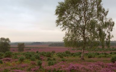 Heathland in the New Forest National Park 