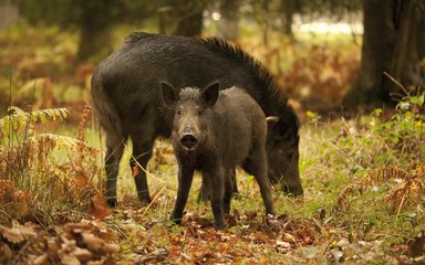 Wild boar grazing in the Forest of Dean 