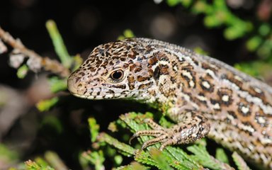 Common Lizard 