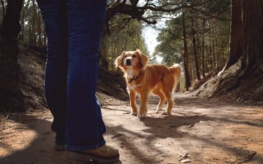 Dog walker 