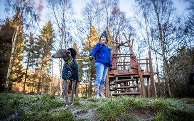 dog walking in Hamsterley Forest