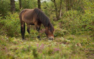 A pony grazing in the forest 