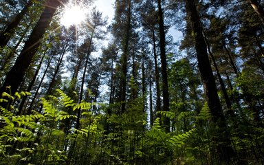 Sun shining through the trees in a pine forest