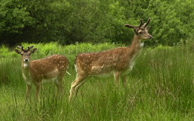 fallow deer in a grass glade