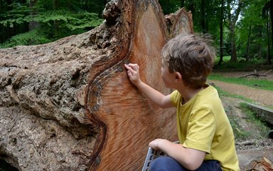 Boy counting tree rings on a very old tree that's been felled. 