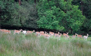 A herd of deer in a glade in the forest 