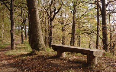 Chopwell Wood bench under trees