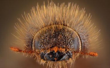 Ips typographus spruce bark beetle female Coleoptera, Curculionidae Scolytinae CREDIT Gilles San Martin