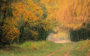 Forest path surrounded by long orange hanging branches