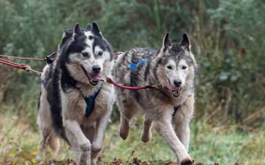 Husky dogs running