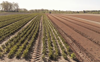Saplings growing in a field