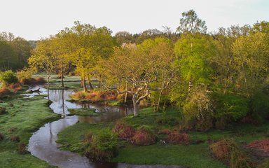 Stream meandering through the forest wetland habitat