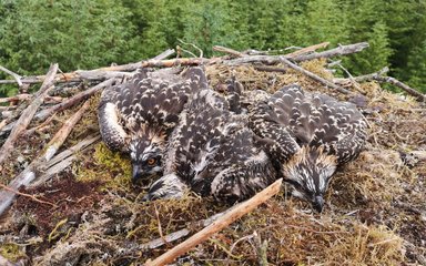 Osprey chicks