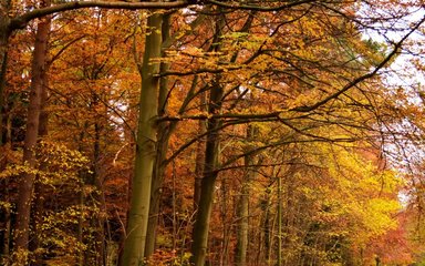 Forest road 