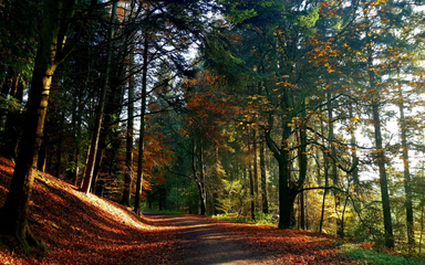 Dalby Autumn