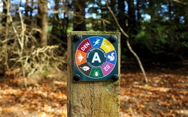 A treasure trail waymarker on a post surrounded by forest
