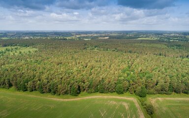 Image of existing woodland at Bagot Forest with new woodland creation area at foreground, taken on bright sunny day
