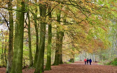 Three people walking in Delamere Forest in autumn