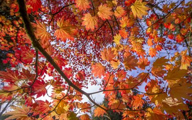 Autumn Maple Leaves 