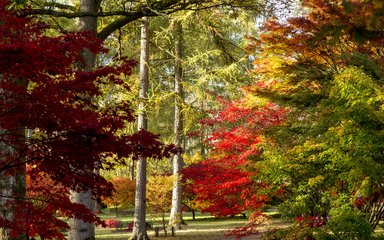 Autumn Colour