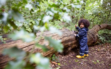 Young child in waterproofs pokes a stick into a log, with holly leaves in foreground.