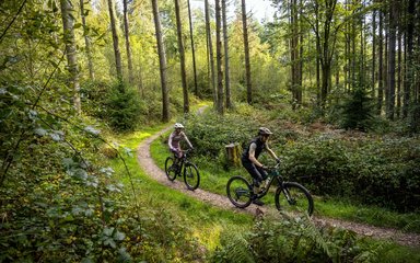 Two cyclists on a flat cycle trail in a conifer forest