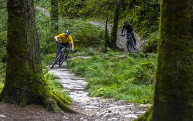 Cycling in forest
