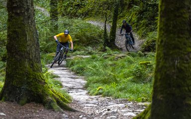 Cycling in forest