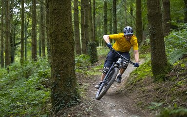 Mountain bike rider between conifer trees