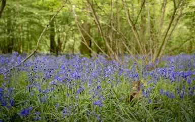 Forest floor covered in bluebells at Abbot's Wood