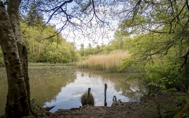 view over pond on Abbot's amble at Abbot's wood 