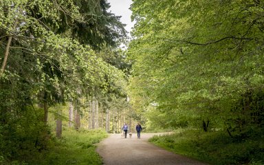 Oak walk at Abbot's Wood 