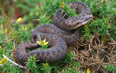 Adder in gorse