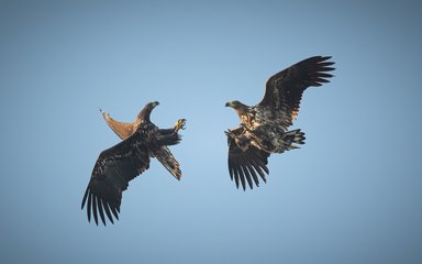 Two juvenile white-tailed eagles playing in the sky